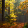 Leaves will cover your Path