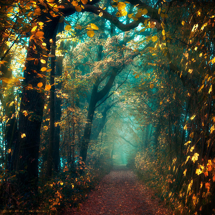 Лес вдохновения. Магический лес. Лес красивый загадочный. Сказочный лес. Мистический лес.