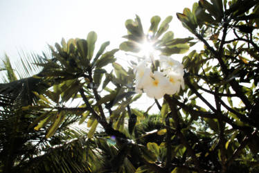 Frangipani Light