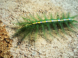 Euthalia aconthea caterpillar - Common Baron