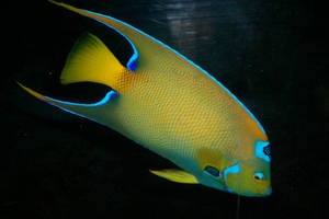 Queen Angelfish