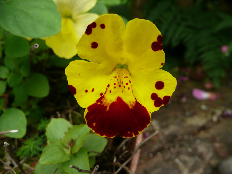 Monkey Flower