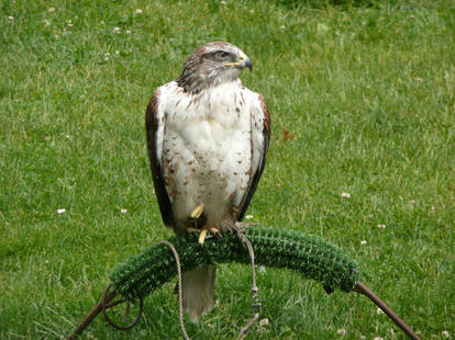 Ferruginous Hawk