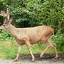 Another Mule Deer Buck II