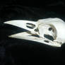 Crow Skull