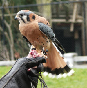 American Kestrel I