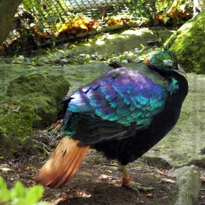 Himalayan Monal