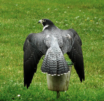 Peregrine Falcon Flapping