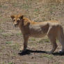 Wild Young Lioness