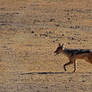 Black-Backed Jackal II