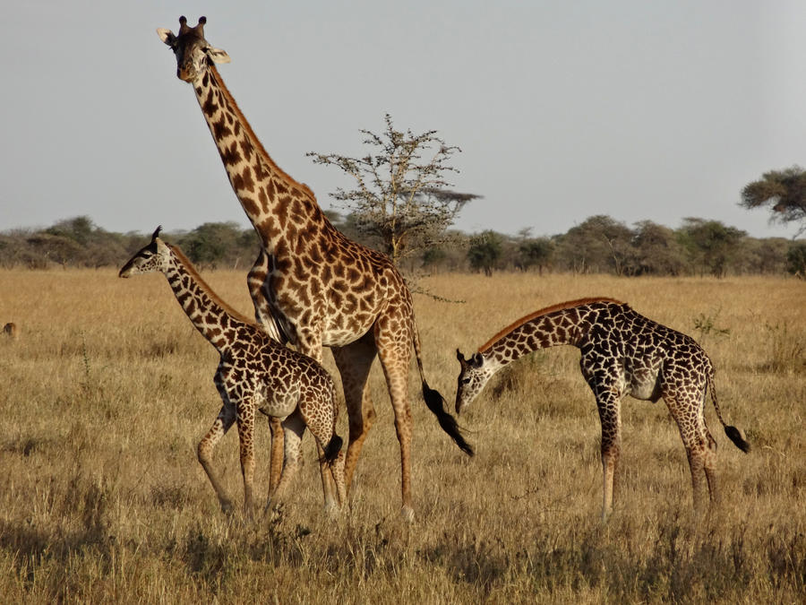 Giraffe Family