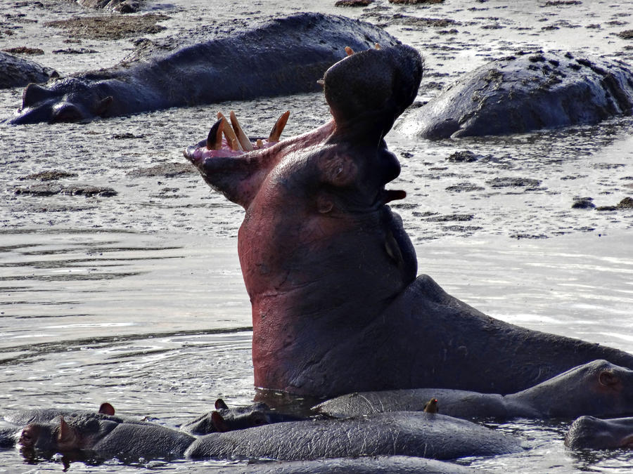 Hippo Roaring