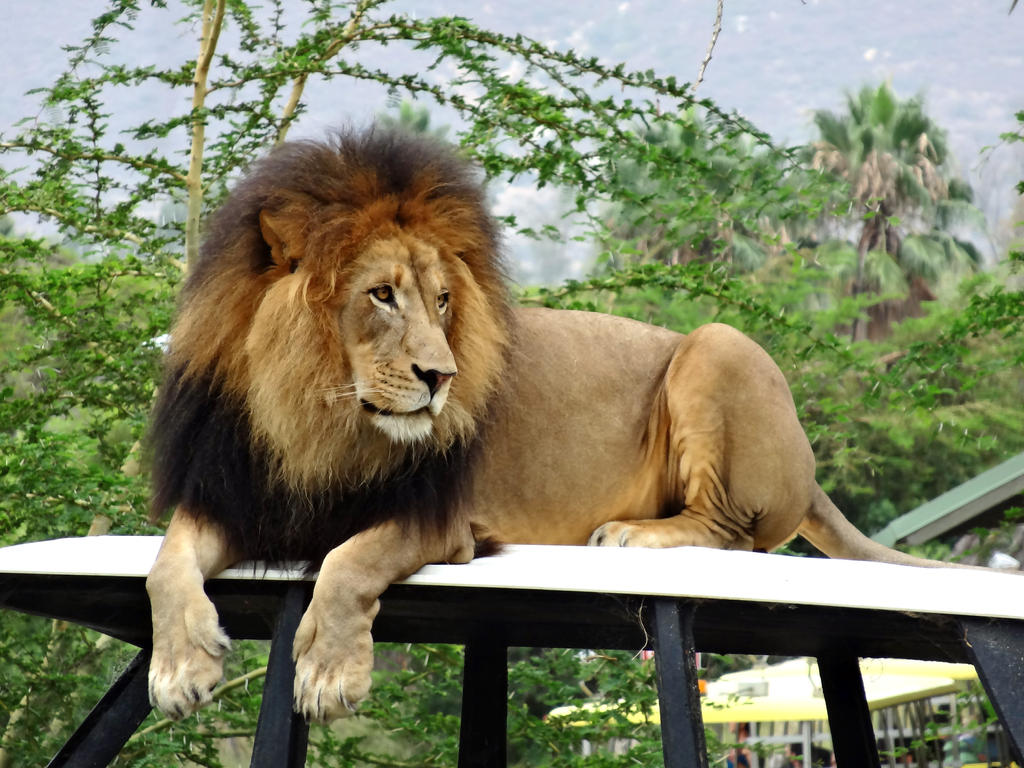 Big Simba by Track-Maidens on DeviantArt