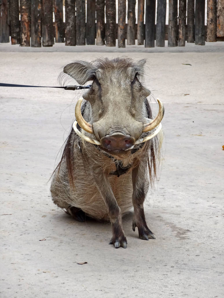 Warthog on a Leash by Track-Maidens