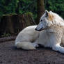 White Grey Wolf VI