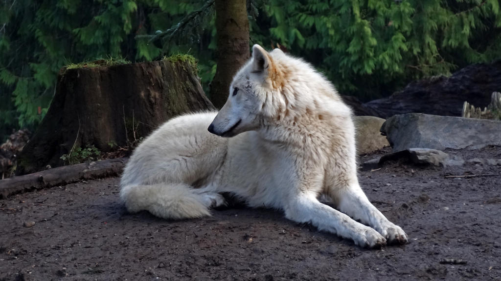 White Grey Wolf VI