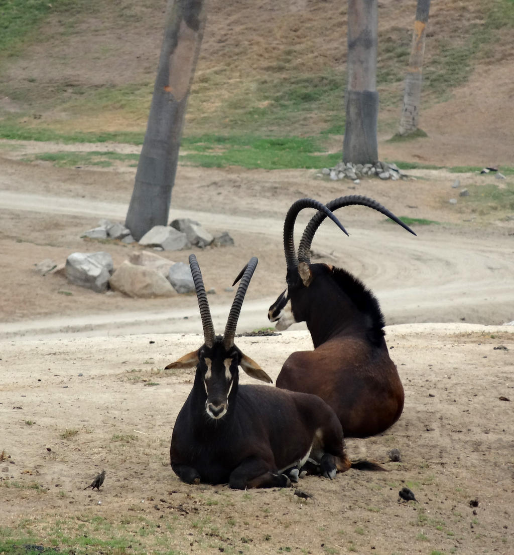 Sable Antelope by Track-Maidens on DeviantArt