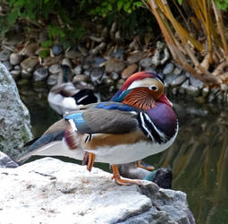 Mandarin Duck