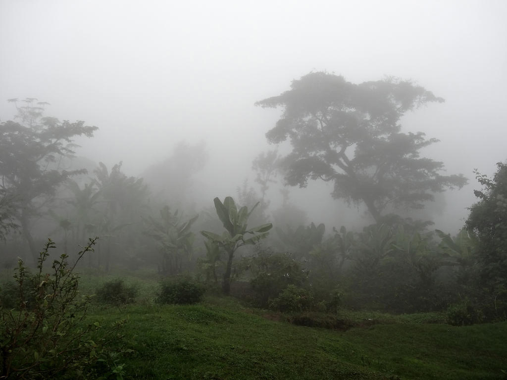 Cloud Forest Fog