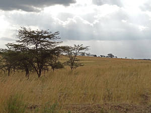 Serengeti