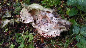 Old Deer Skull