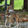 Red Wolf I