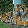 Annoyed Sumatran Tiger