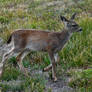 Black-tailed Fawn I