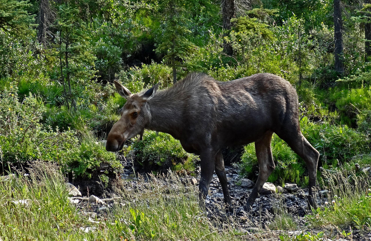 Moose Cow II