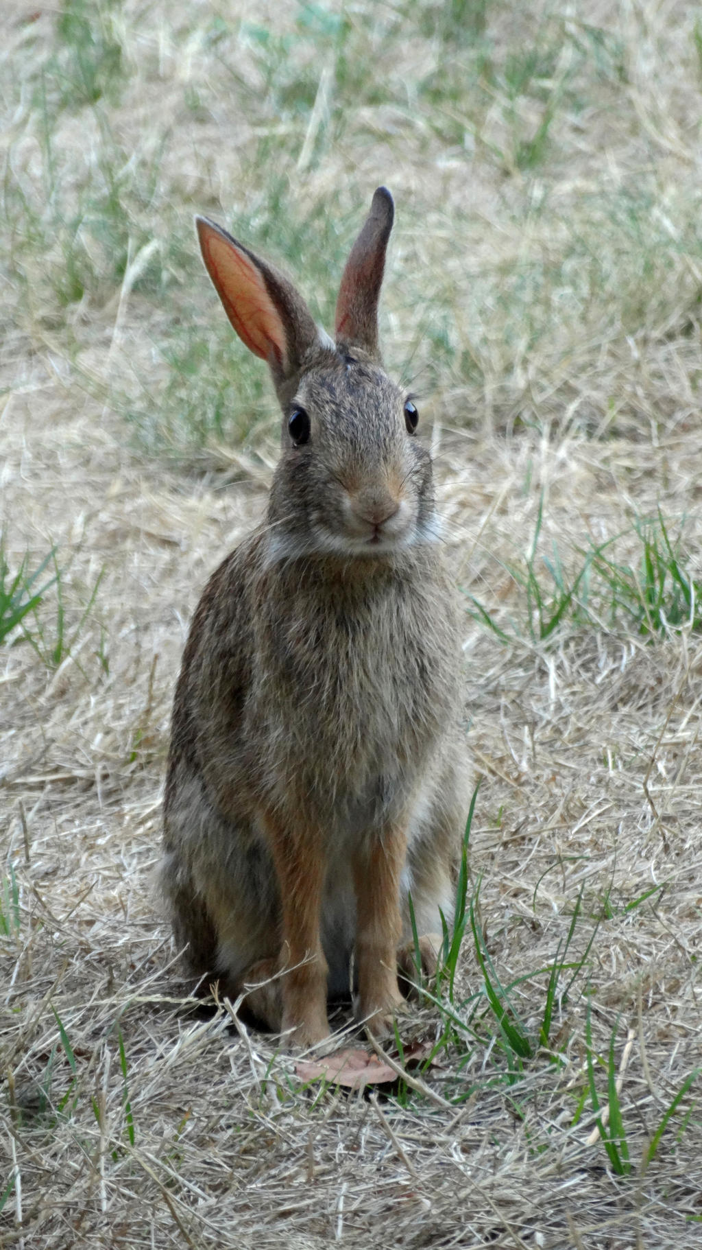 Young Rabbit I by Track-Maidens on DeviantArt