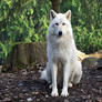 White Grey Wolf X
