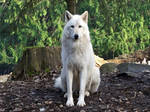 White Grey Wolf X