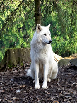 White Grey Wolf XI