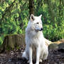 White Grey Wolf XI