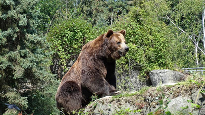 Grizzly Bear II