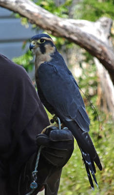 Aplomado Falcon
