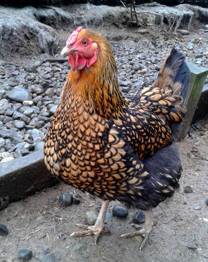 Golden Laced Wyandotte Hen by Track-Maidens