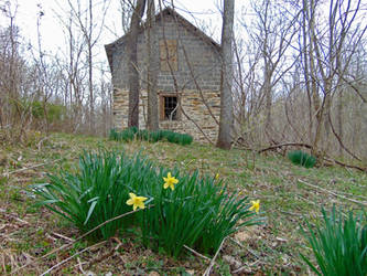 Stone House with Daffodils