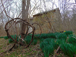 Stone House with Daffodils II