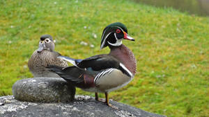 Wood Duck I