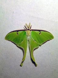 Luna Moth II