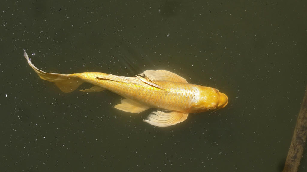 Golden Butterfly Koi by Track-Maidens on DeviantArt