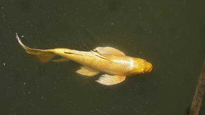 Golden Butterfly Koi