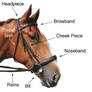 English bridle diagram