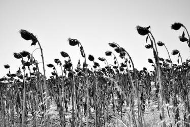 dead flowers.