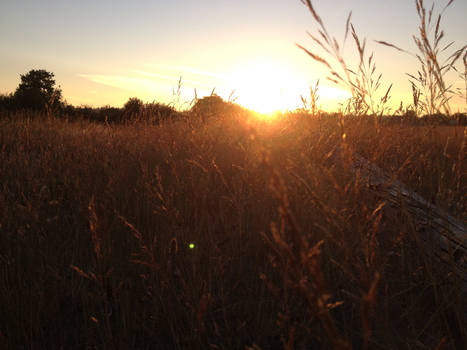 Grass Sunset