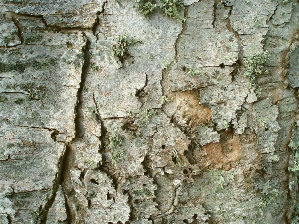 Tree Bark texture No 3 by PomPrint on DeviantArt
