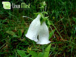 Woodland Bells - Linux Mint by PomPrint