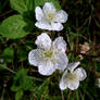 Blackberry Flowers