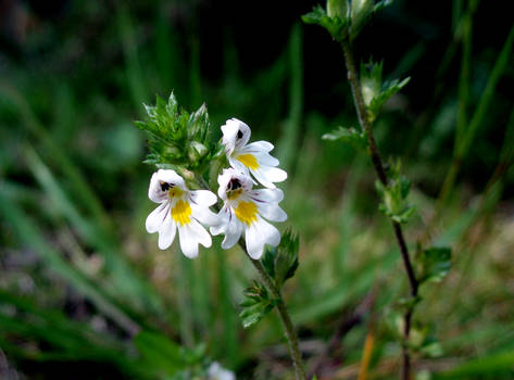 Eyebright